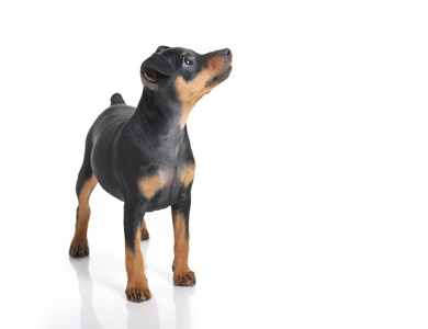 孤立的微型 pinscher 小狗