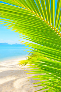 美丽的热带海滩与棕榈树和沙子