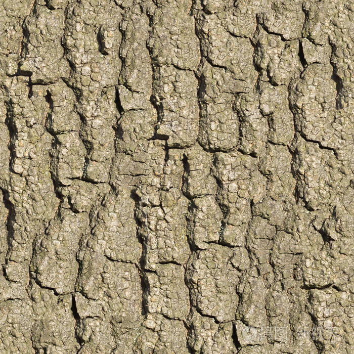 老橡树的树皮无缝纹理