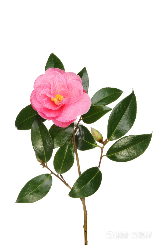茶花和树叶