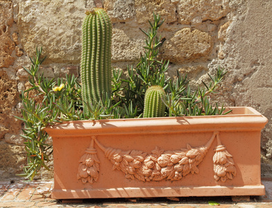 在欧洲，意大利托斯卡纳复古陶瓷花盆，仙人掌植物