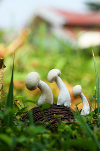 在灌木丛中的三个蘑菇