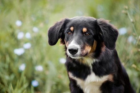 可爱的边境牧羊犬小狗画像