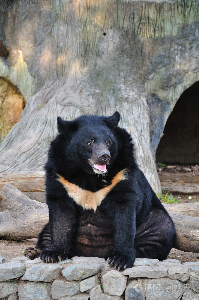 亚洲黑熊照片-正版商用图片1bv4kz-摄图新视界