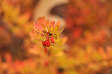 红色秋季灌木浆果与