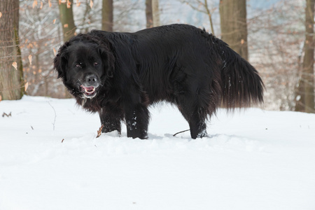 在雪地里只黑的混的种狗。拉布拉多和 berner 森嫩
