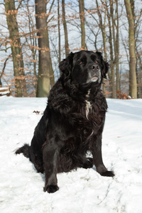 在雪地里只黑的混的种狗。拉布拉多和 berner 森嫩