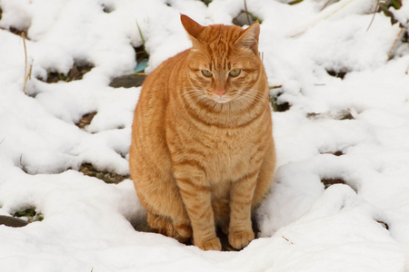 在雪中的流浪猫