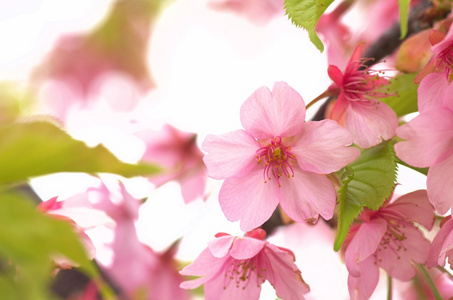 可爱的粉色樱花
