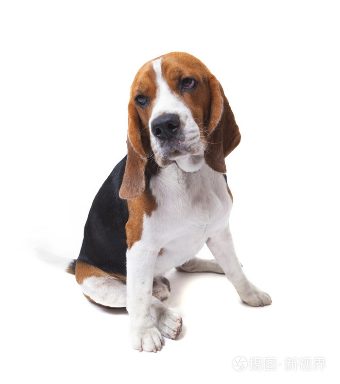 脸上的白色背景上比格犬照片 正版商用图片1bv97a 摄图新视界