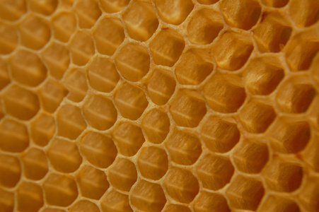 自然 蜡 养蜂业 蜂胶 棕色 对称性 户外