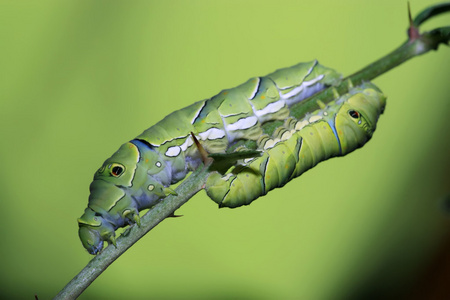 昆虫幼虫