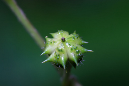 zygophyllaceae 植物