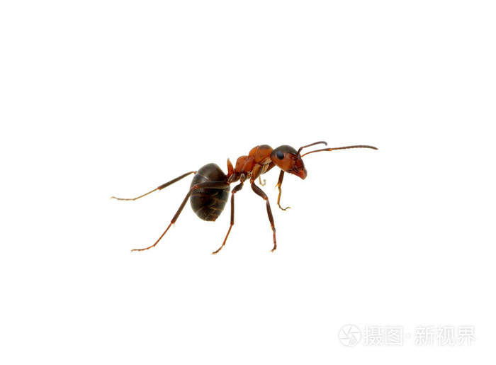 白蚂蚁