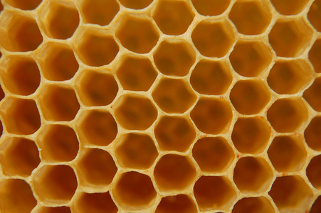 黄色 蜂房 自然 农业 蜂蜡 纹理 棕色