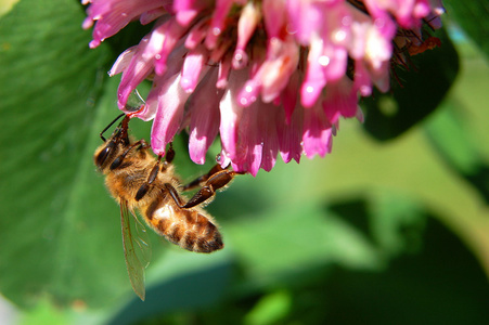 三叶草花上的蜜蜂bi p klver blomma