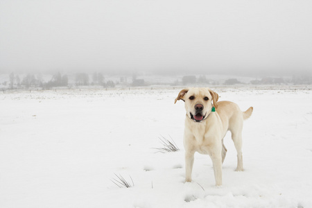 在雪原上的狗