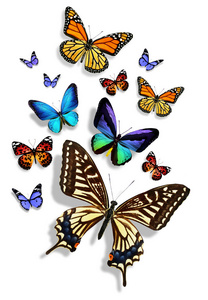 许多不同的蝴蝶，在白色背景上孤立