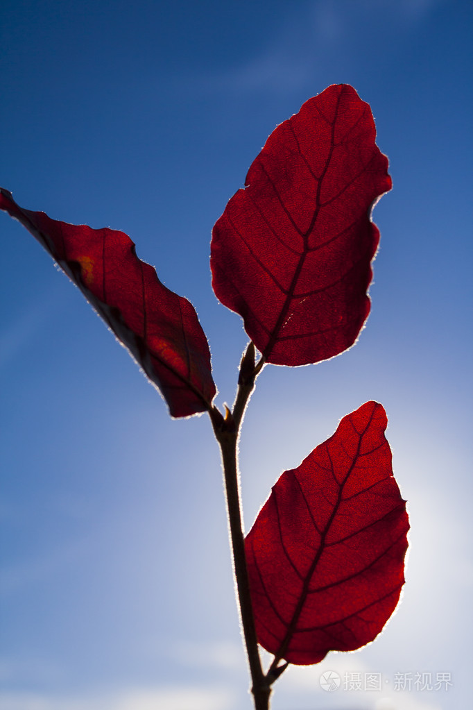 红叶对蓝蓝的天空