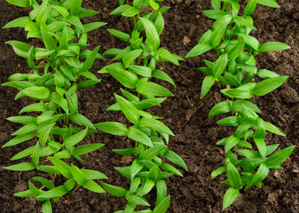 年轻的辣椒幼苗图片