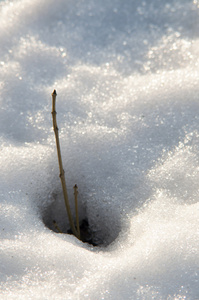 在草地上的积雪融化