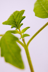 年轻的番茄植株