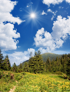 森林与黄色的花朵在山