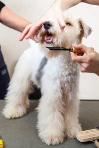 让他剪头发的猎狐犬