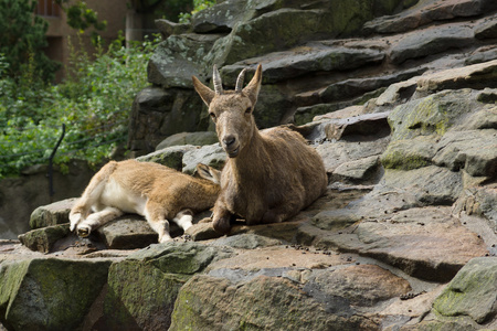 动物高山野山羊Capra ibex