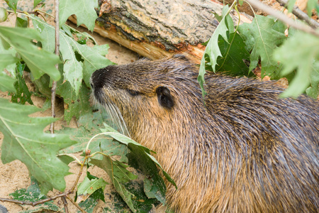 柯普Myocastor Coypus