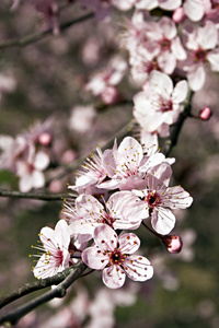 日本的李子树开花