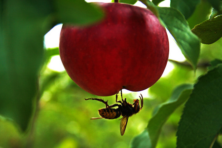蜜蜂和苹果