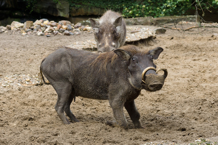 非洲野生动物疣猪疣猪(一种非洲野猪)照片