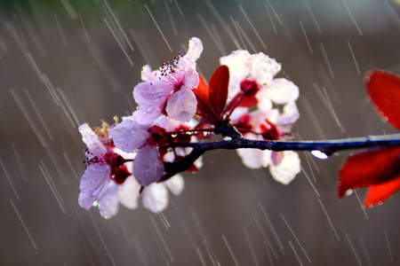 在雨中盛开的新鲜春天的花朵图片