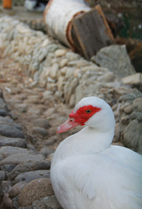 红嘴吹哨鸭图片