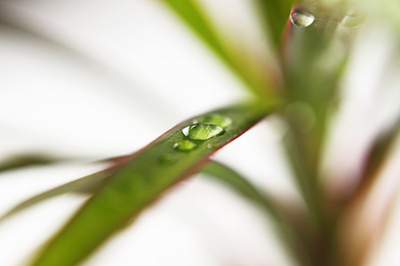 与水滴背景模糊