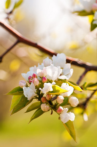 苹果树在春天盛开的分支