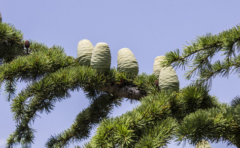 松树球果分支照片
