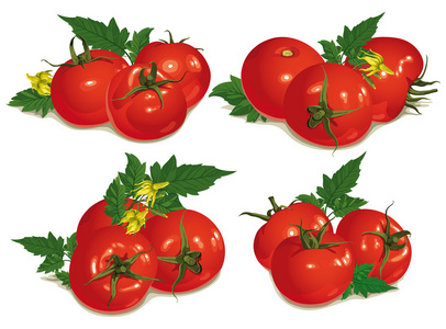红色西红柿的集