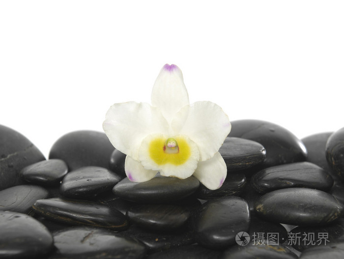 在石头上的兰花