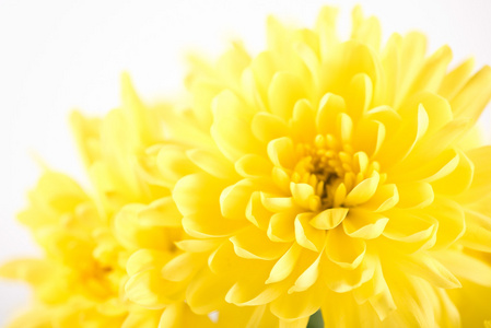 密切起来的黄色花翠菊雏菊