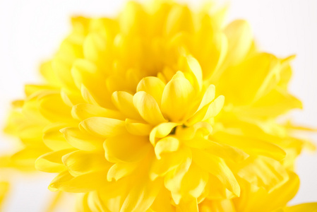 密切起来的黄色花翠菊雏菊