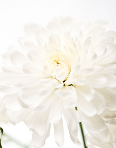 密切起来的白花翠菊雏菊