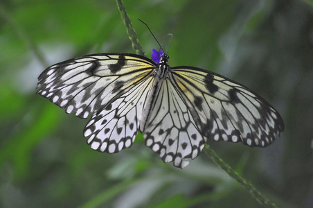 多彩的热带蝴蝶