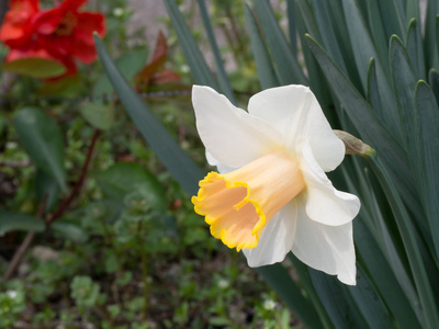 水仙花花