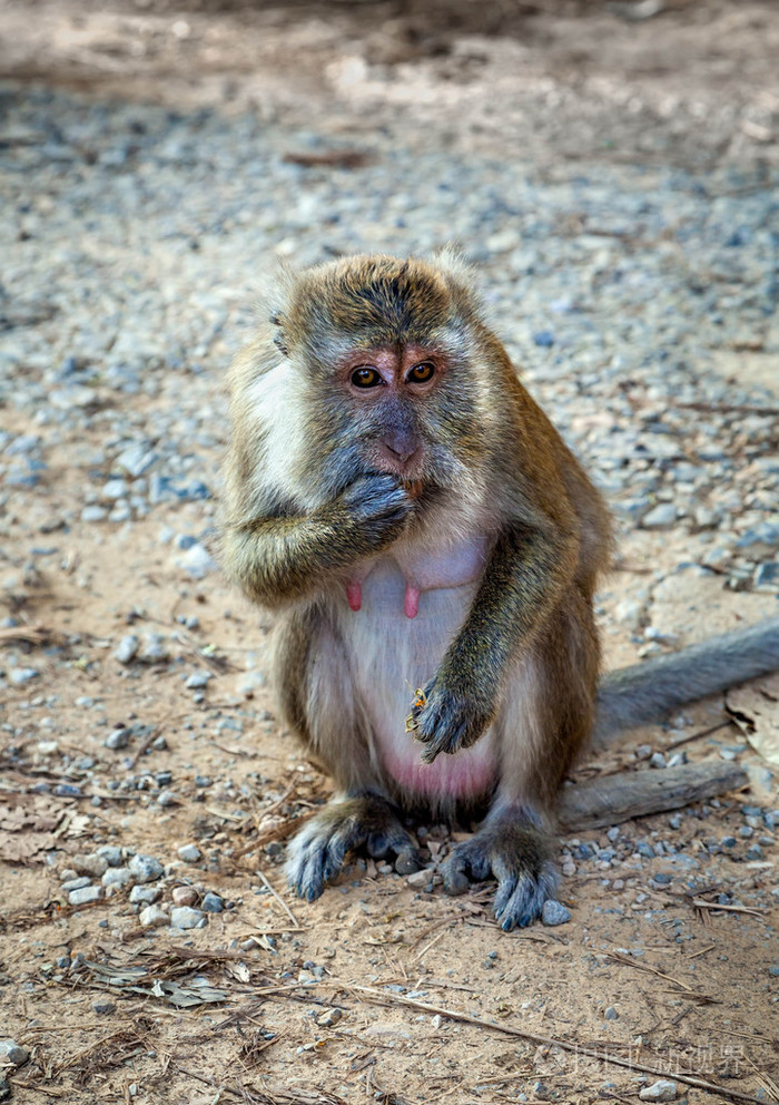 野生猴子照片-正版商用图片1bvv5c-摄图新视界