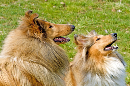 美国牧羊犬狗