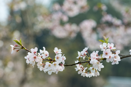 樱花树