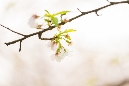 樱花花