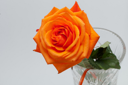 孤立在白色背景上的橙色一朵玫瑰